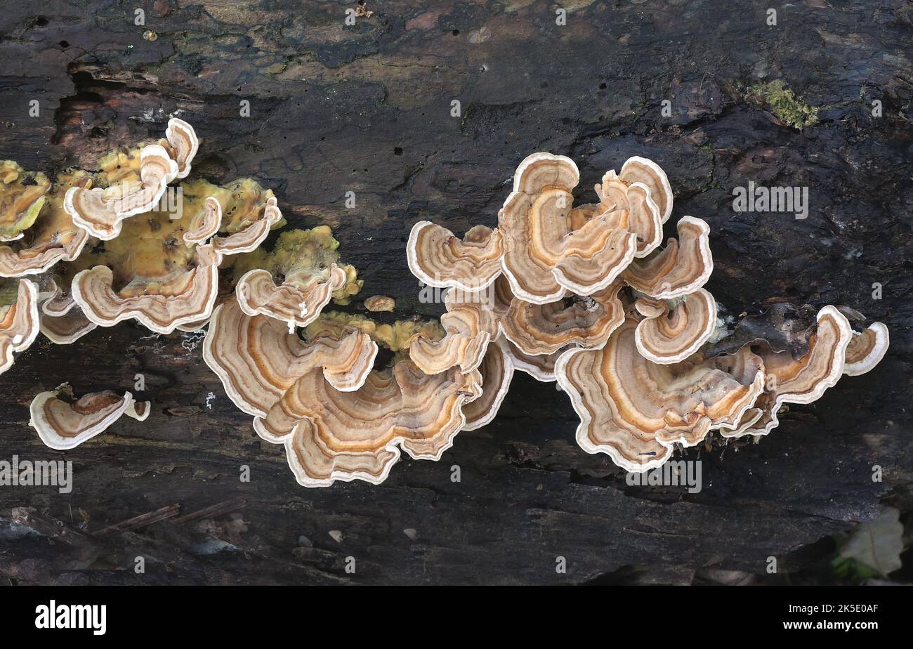 Trametes versicolor also known as Coriolus versicolor and Polyporus versicolor is a common polypore mushroom found throughout the world. Meaning 'of several colors', versicolor reliably describes this fungus that displays a variety of colors. For example, because its shape and multiple colors are similar to those of a wild turkey, T. versicolor is commonly called turkey tail. Credit: BSpragg Stock Photo