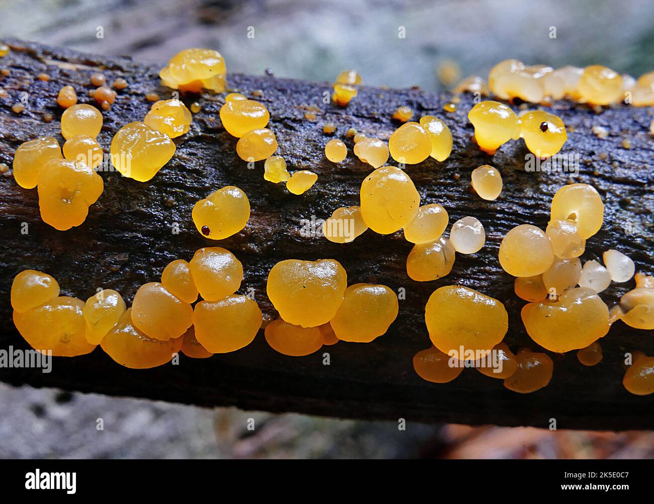 Guepiniopsis alpina, commonly known as the jelly cup, alpine jelly cone, or poor man's gumdrop, is a species of fungus in the family Dacrymycetaceae. The small, gelatinous Fruit bodies are orange and cone or cup shaped. Stock Photo