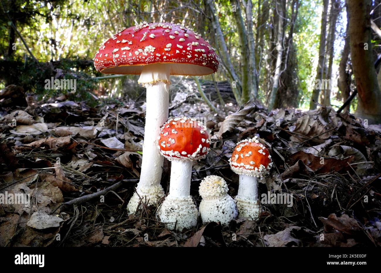 Amanita muscaria, commonly known as the fly agaric or fly amanita, is a basidiomycete of the genus Amanita. It is also a muscimol mushroom. Native throughout the temperate and boreal regions of the Northern Hemisphere, Amanita muscaria has been unintentionally introduced to many countries in the Southern Hemisphere, generally as a symbiont with pine and birch plantations, and is now a true cosmopolitan species. It associates with various deciduous and coniferous trees. Although poisonous, death due to poisoning from A. muscaria ingestion is quite rare. Credit: BSpragg Stock Photo