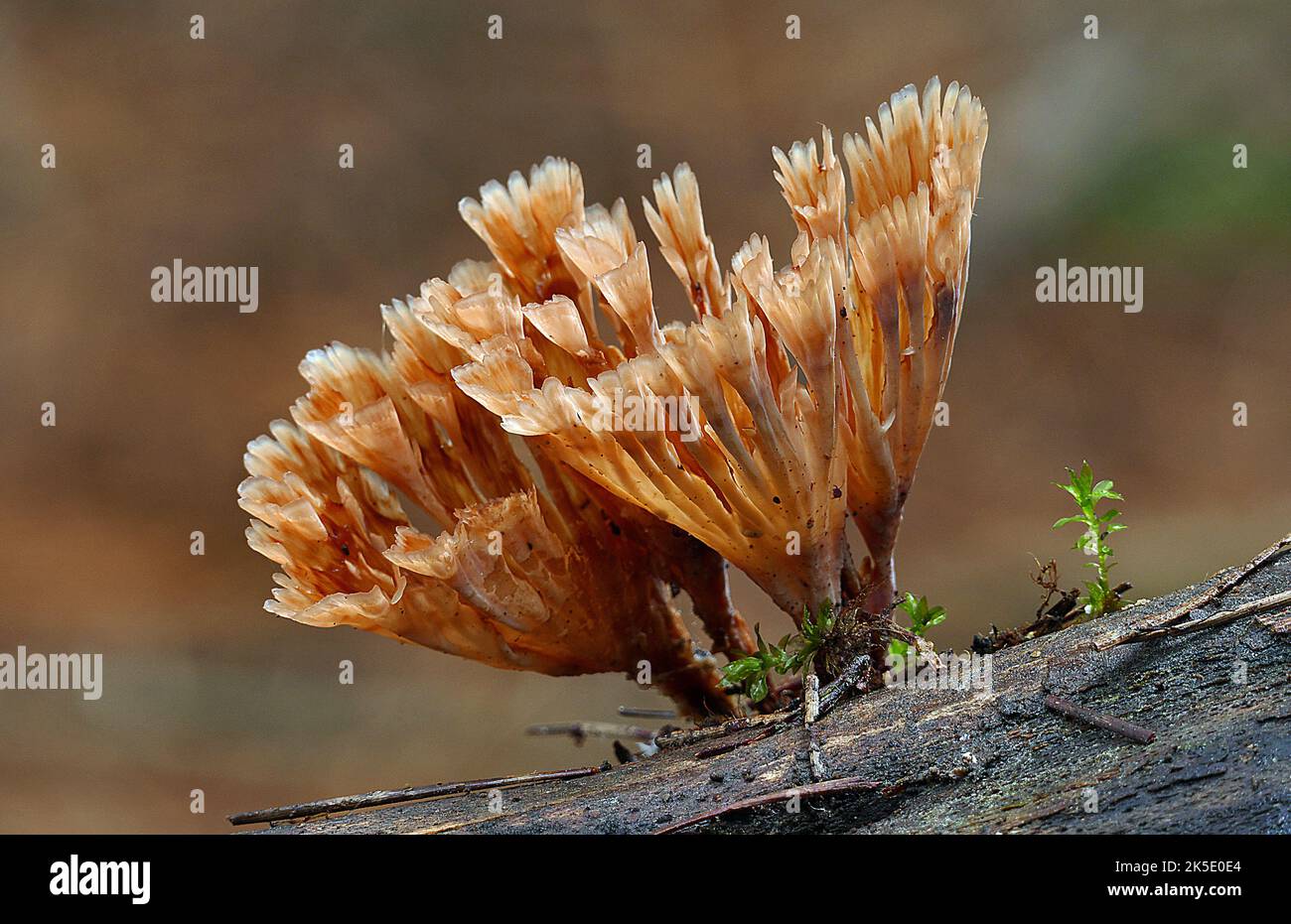 Podoscypha petalodes is a widely distributed species of fungus in the family Meruliaceae. The fungus produces a rosette-like fruit bodies with a shape suggestive of its common names wine glass fungus, and ruffled paper fungus. Credit: BSpragg Stock Photo