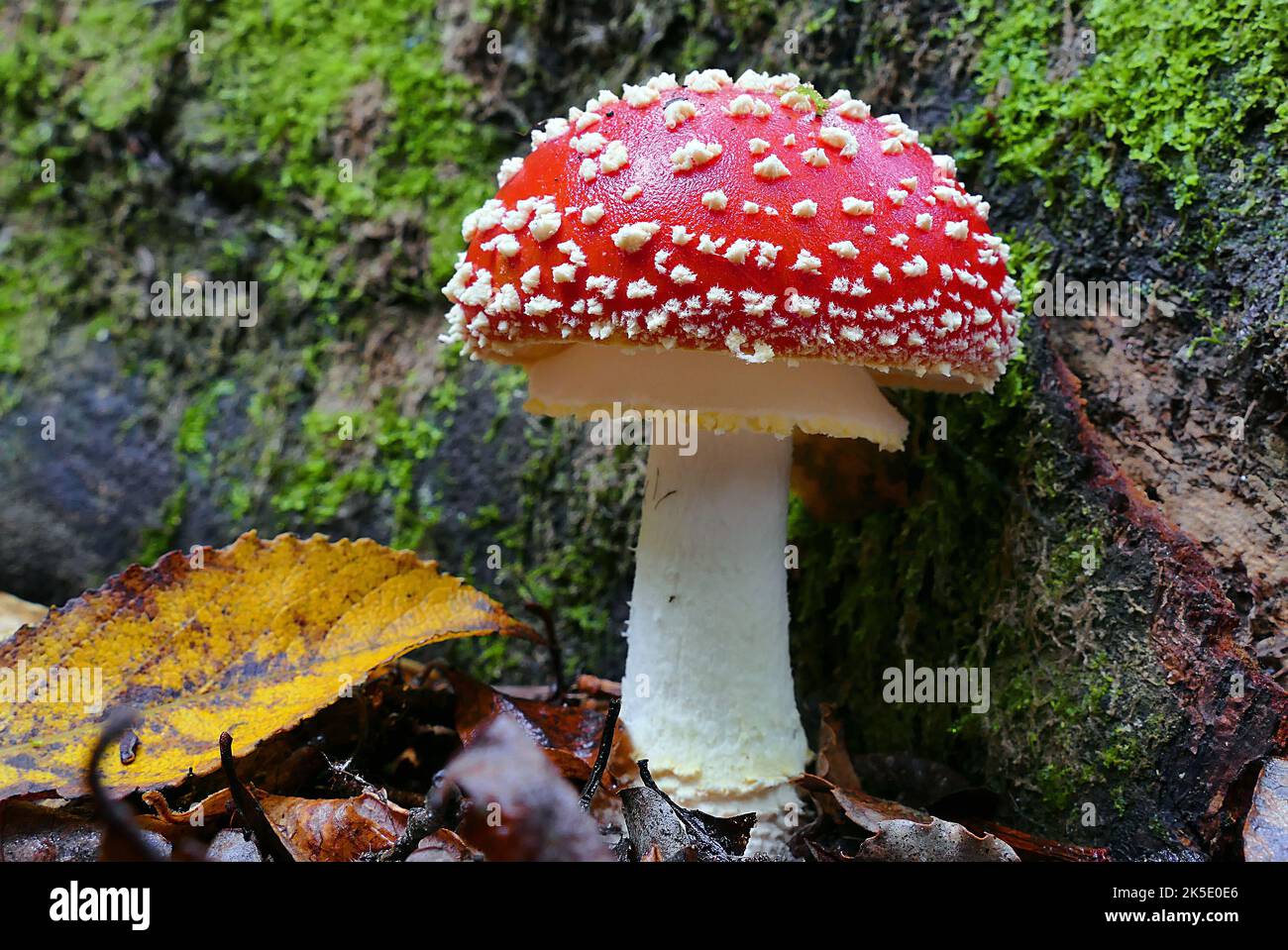 Amanita muscaria, commonly known as the fly agaric or fly amanita, is a basidiomycete of the genus Amanita. It is also a muscimol mushroom. Native throughout the temperate and boreal regions of the Northern Hemisphere, Amanita muscaria has been unintentionally introduced to many countries in the Southern Hemisphere, generally as a symbiont with pine and birch plantations, and is now a true cosmopolitan species. It associates with various deciduous and coniferous trees. Although poisonous, death due to poisoning from A. muscaria ingestion is quite rare. Credit: BSpragg Stock Photo