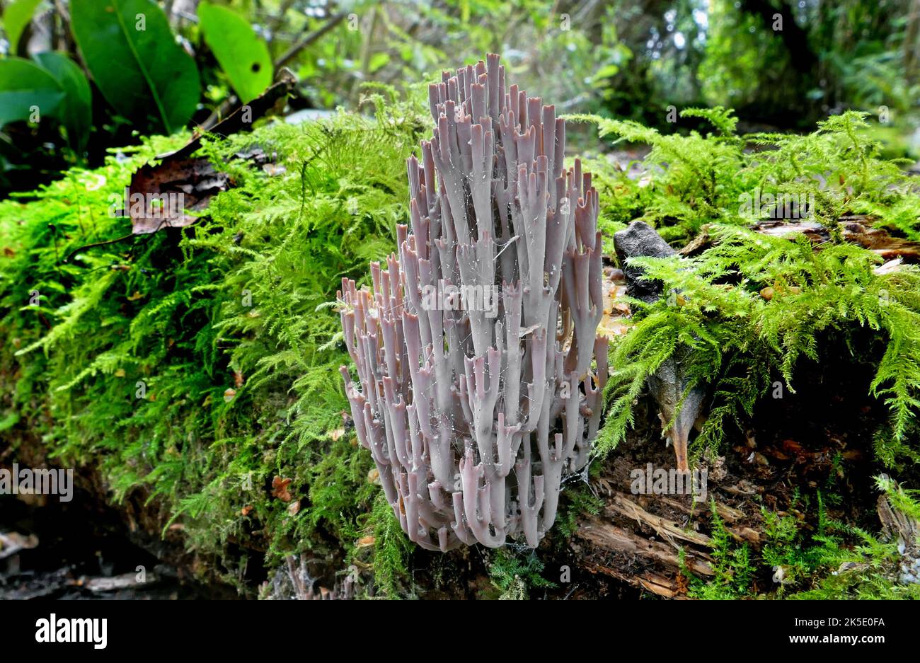 Artomyces turgidus is a species of Fungi in the family Auriscalpiaceae. Credit: BSpragg Stock Photo