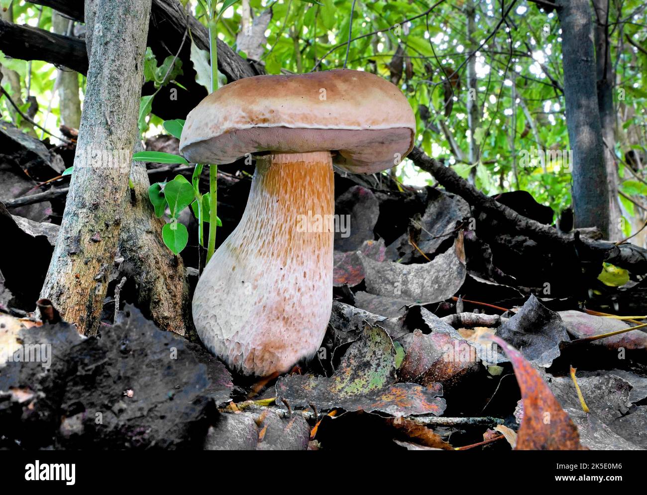 A bolete is a type of mushroom, or fungal fruiting body. It can be