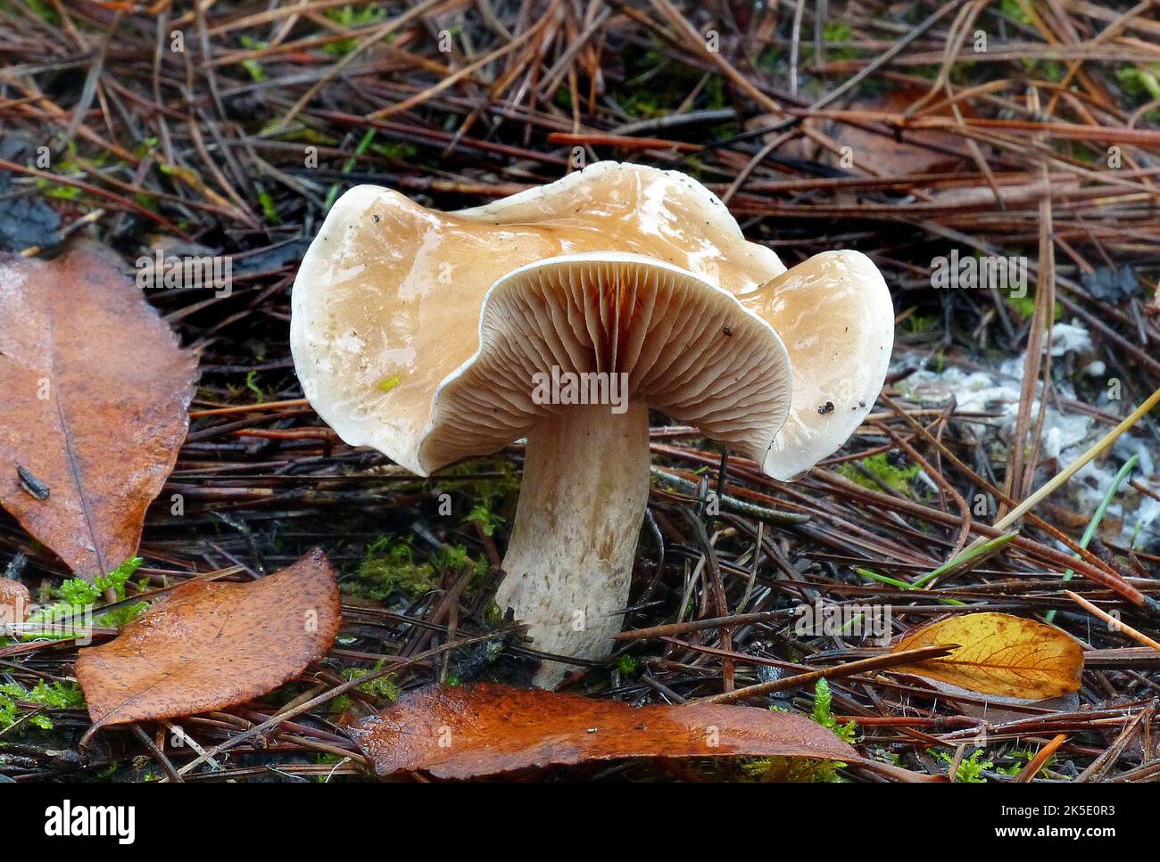 Likely Clitocybaceae family. Fungi> Basidiomycota> Agaricomycetes> Agaricomycetidae> Agaricales> Clitocybaceae.?The members of this family have white to light pink/buff spores, no volva or annulus and the gills are generally decurrent. In general, members of this family are difficult to name for lack of any distinguishing features. Photographed in New Zealand. Credit: BSpragg Stock Photo