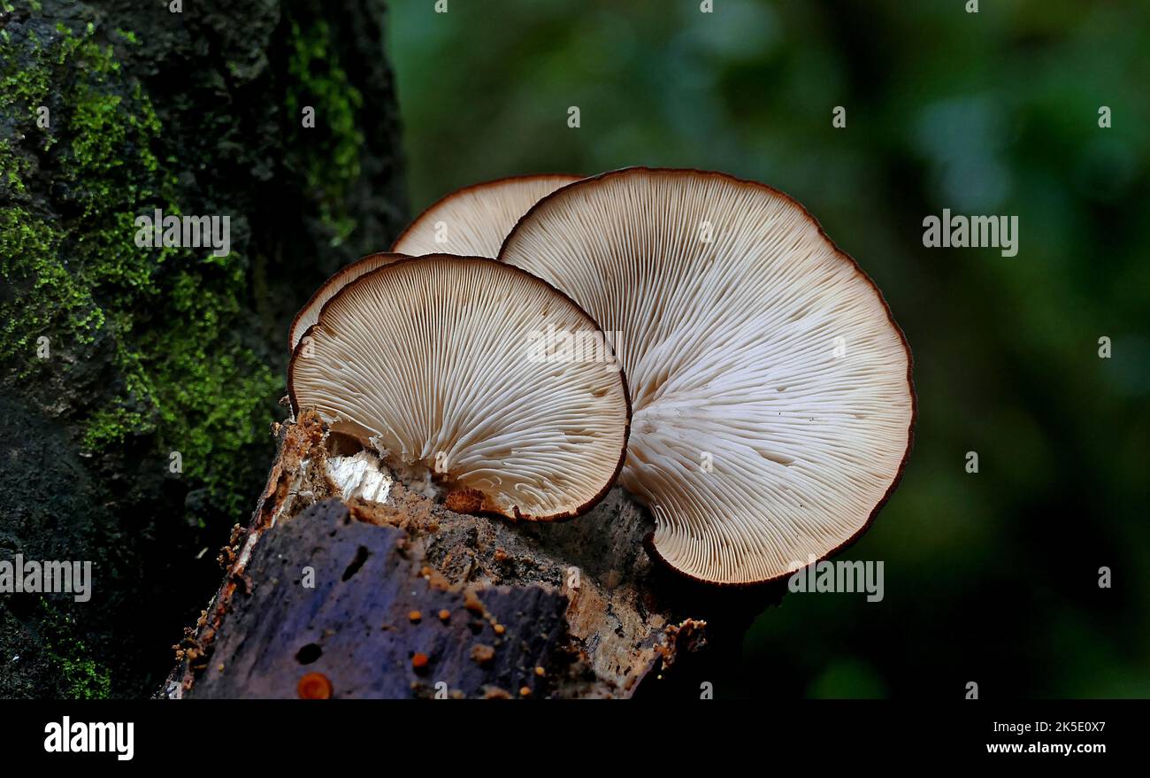 Crepidotus is a genus of fungi in the family Crepidotaceae. Species of Crepidotus all have small, convex to fan-shaped sessile caps and grow on wood or plant debris. Members of this genus are small, convex to fan-shaped, and sessile. Species have cheilocystidia. Spore prints are yellow-brown to brown. All species of Crepidotus are known to be secondary decomposers of plant matter; most are saprobic on wood. Little is known about the edibility of various species; the usually small and insubstantial specimens discourage mycophagy.??Credit: BSpragg Stock Photo