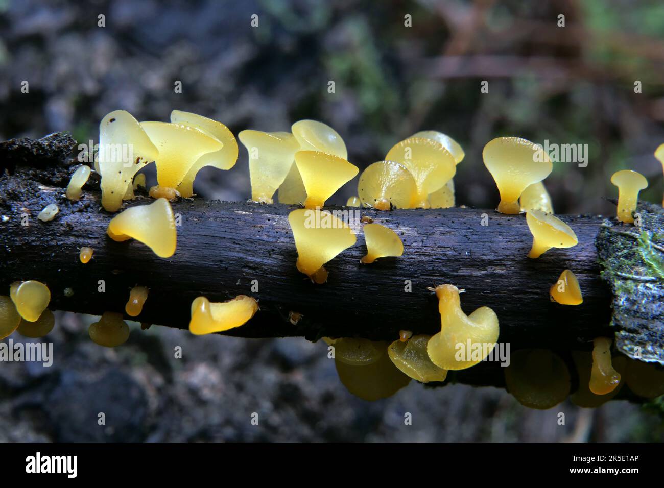 Guepiniopsis alpina, commonly known as the jelly cup, alpine jelly cone, or poor man's gumdrop, is a species of fungus in the family Dacrymycetaceae. The small, gelatinous Fruit bodies are orange and cone or cup shaped. Stock Photo