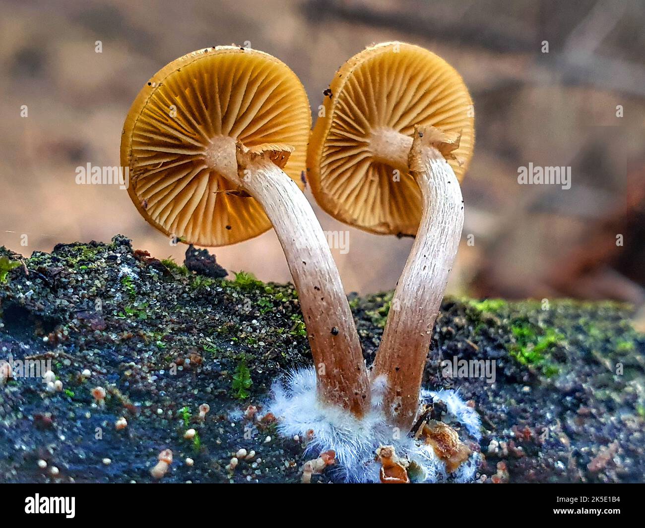 Galerina patagonica is a species of agaric fungus in the family Hymenogastraceae. First described by mycologist Rolf Singer in 1953, it has a Gondwanan distribution, and is found in Australia, New Zealand, and Patagonia (South America), where it grows on rotting wood. The fungus contains a laccase enzyme that has been investigated for possible used in bioremediation of chlorophenol-polluted environments.?Credit: BSpragg Stock Photo
