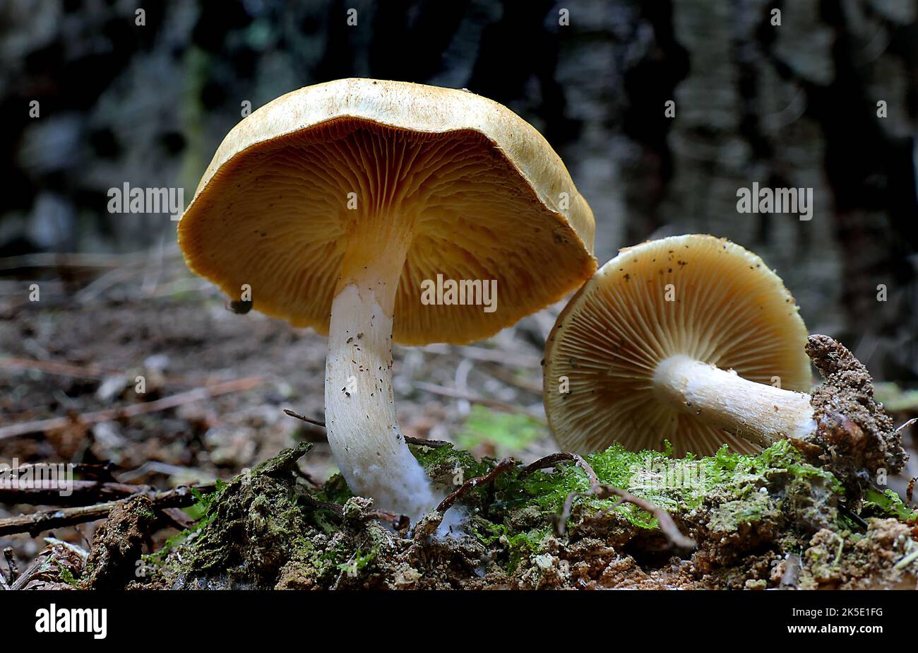 Gymnopilus eucalyptorum is a species of mushroom in the family Cortinariaceae. The Cortinariaceae are a large family of gilled mushrooms found worldwide, containing over 2100 species. The family takes its name from its largest genus, the varied species of the genus Cortinarius. Stock Photo