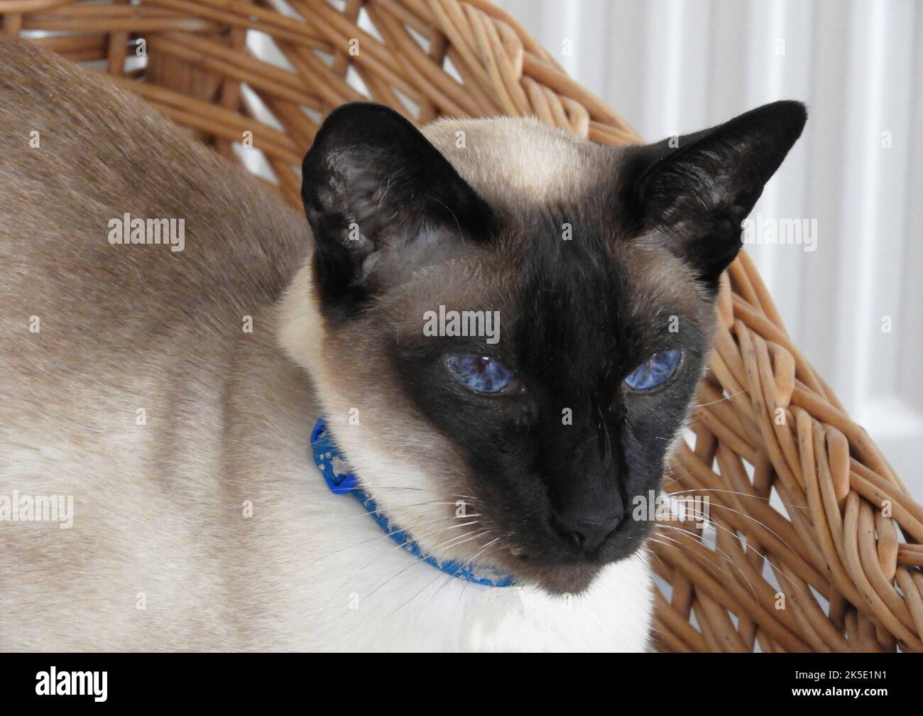 Seal point siamese cat with bright blue eyes in a wicker basket Stock Photo