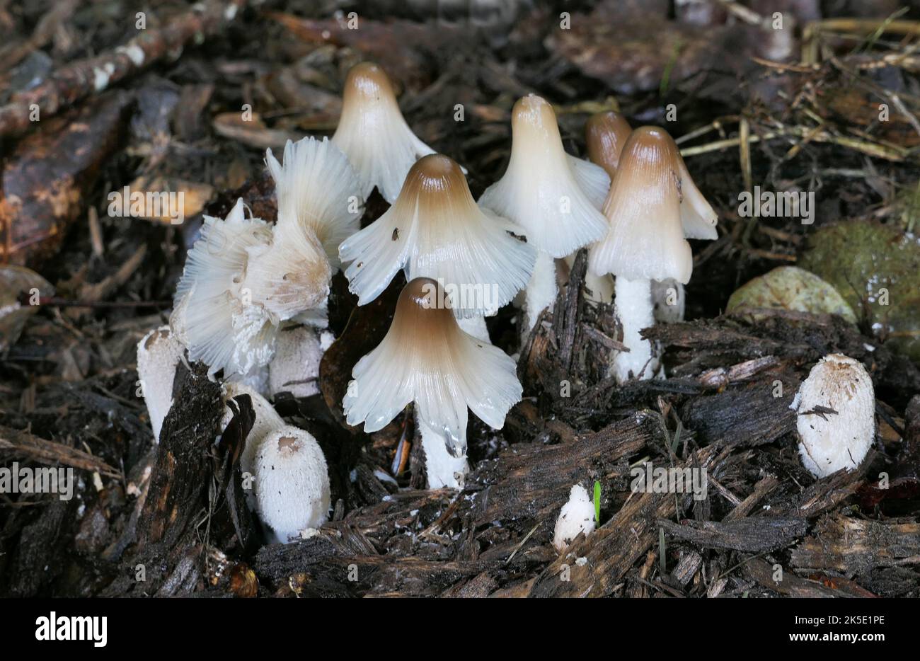 Likely Coprinopsis atramentaria, commonly known as the common ink cap or inky cap, is an edible mushroom found in Europe and North America. Previously known as Coprinus atramentarius, it is the second best known ink cap and previous member of the genus Coprinus after C. comatus. Credit: BSpragg Stock Photo