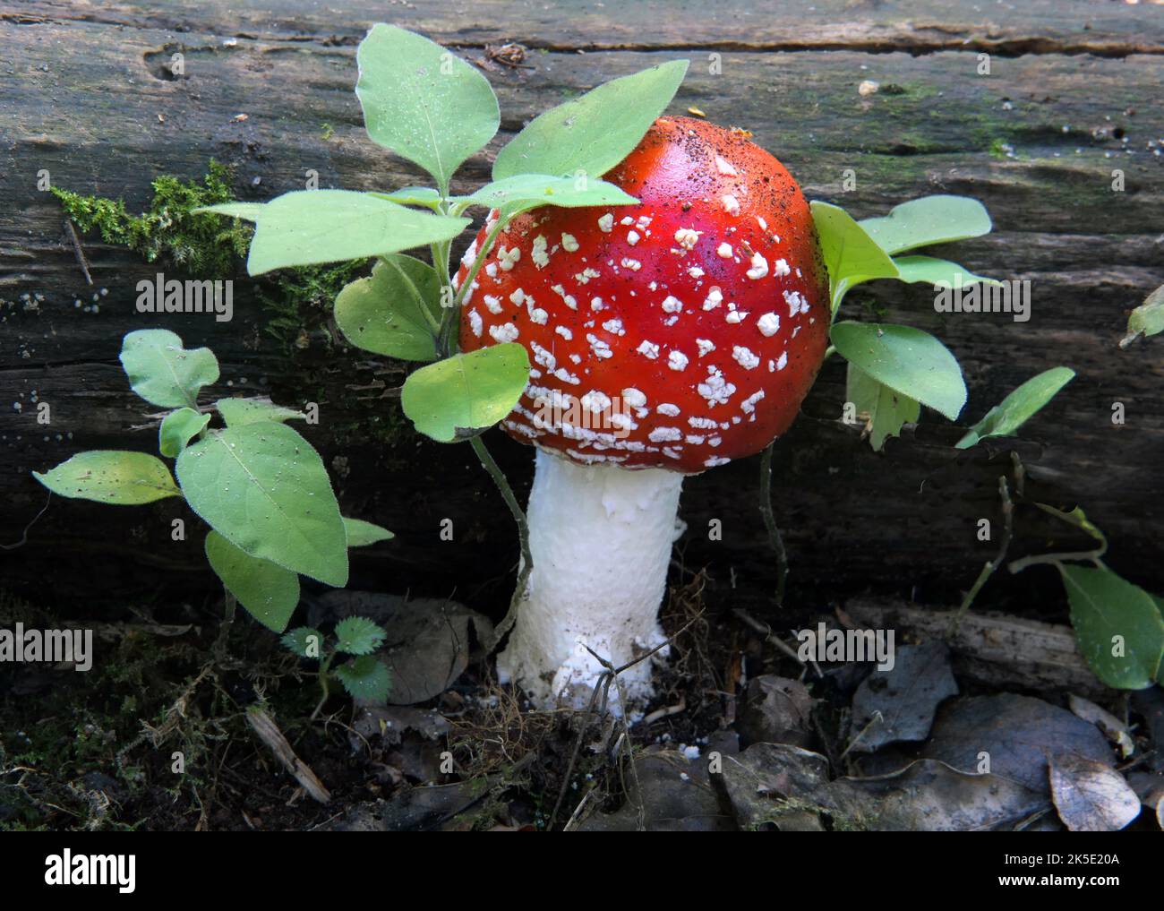 Amanita muscaria, commonly known as the fly agaric or fly amanita, is a basidiomycete of the genus Amanita. It is also a muscimol mushroom. Native throughout the temperate and boreal regions of the Northern Hemisphere, Amanita muscaria has been unintentionally introduced to many countries in the Southern Hemisphere, generally as a symbiont with pine and birch plantations, and is now a true cosmopolitan species. It associates with various deciduous and coniferous trees. Although poisonous, death due to poisoning from A. muscaria ingestion is quite rare. Credit: BSpragg Stock Photo