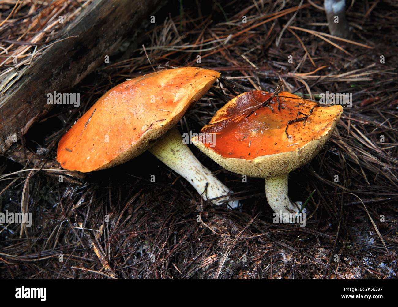 Suillus is a genus of basidiomycete fungi in the family Suillaceae and order Boletales. Species in the genus are associated with trees in the pine family (Pinaceae), and are mostly distributed in temperate locations in the N. Hemisphere, although some species have been introduced to the S. Hemisphere. They have been commonly called 'slippery jacks' because the cap of the fruit body is sometimes slimy. The genus name is derived from the Latin sus, meaning 'pig'. Before 1997, the genus Suillus was considered part of the family Boletaceae. Specimen photographed in New Zealand Credit: BSpragg Stock Photo