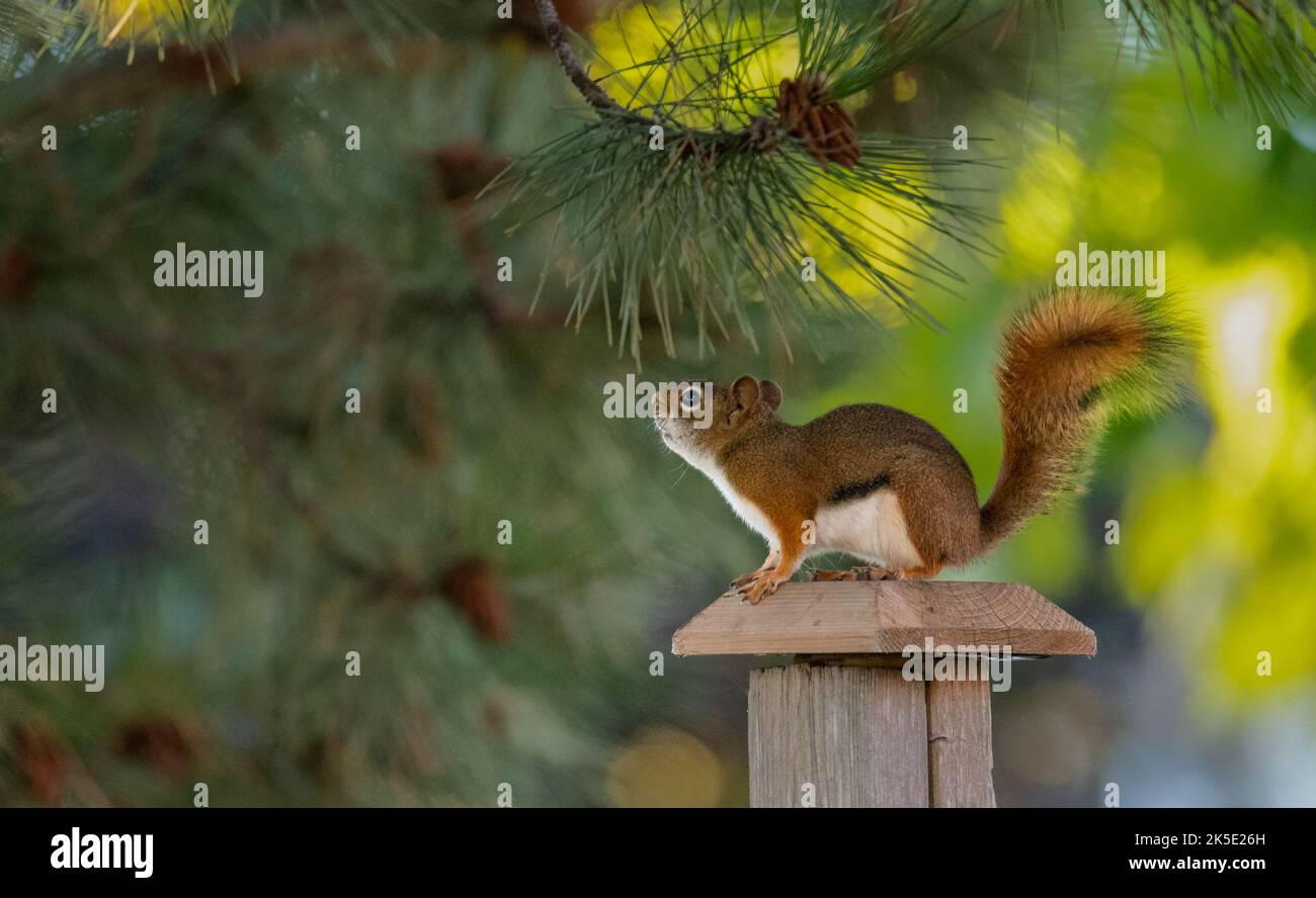 The American red squirrel (Tamiasciurus hudsonicus) is one of three species of tree squirrels currently classified in the genus Tamiasciurus, known as the pine squirrels (the others are the Douglas squirrel, T. douglasii, and the southwestern red squirrel, T. fremonti). The American red squirrel is variously known as the pine squirrel, North American red squirrel and chickaree. It is also referred to as Hudson's Bay squirrel, as in John James Audubon's work The Viviparous Quadrupeds of North America Stock Photo