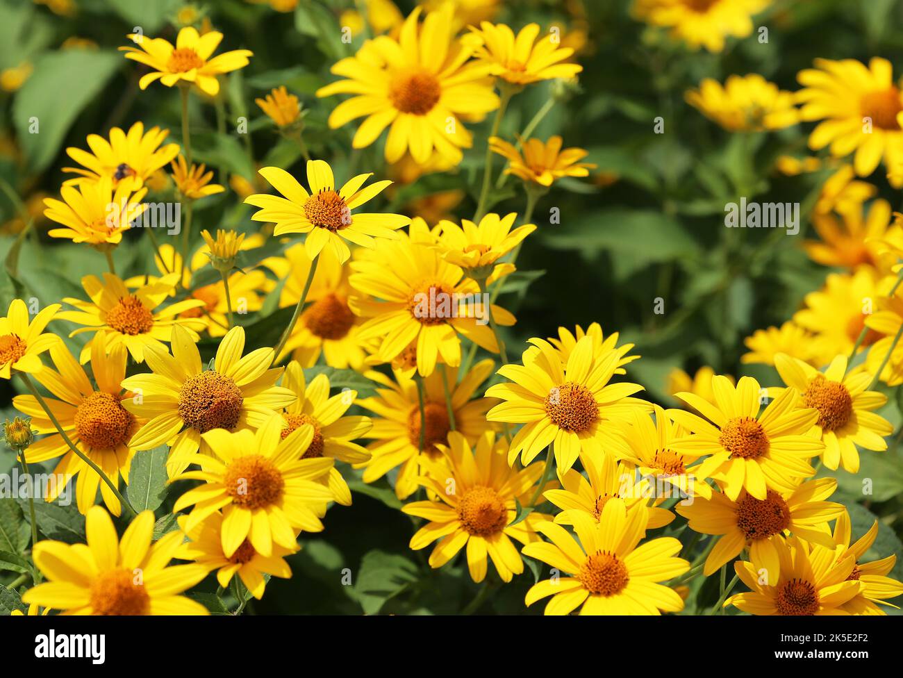 Yellow bush daisy Stock Photo Alamy