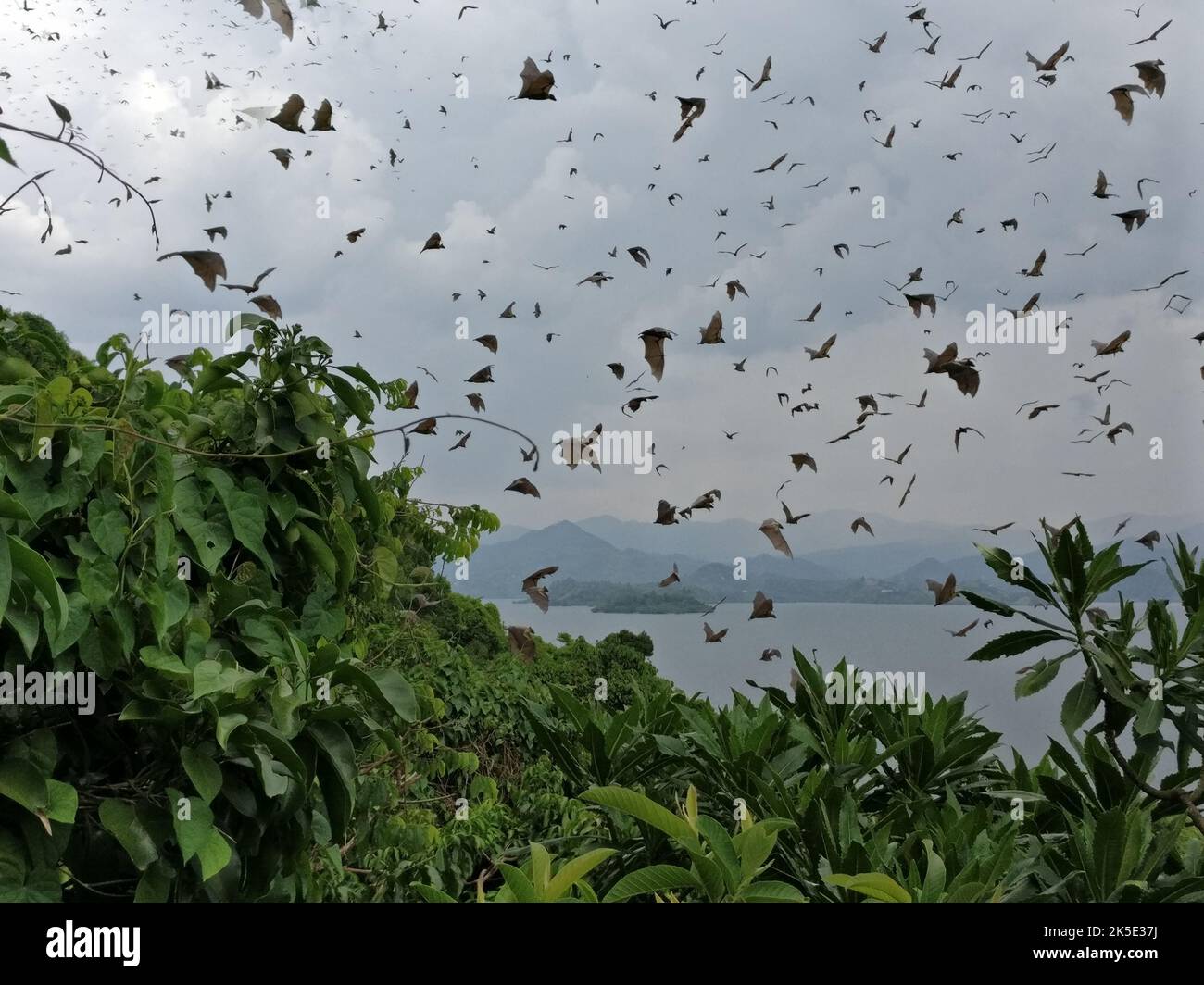 The fruit bats at the lake Kivu, Rwanda, Africa Stock Photo - Alamy