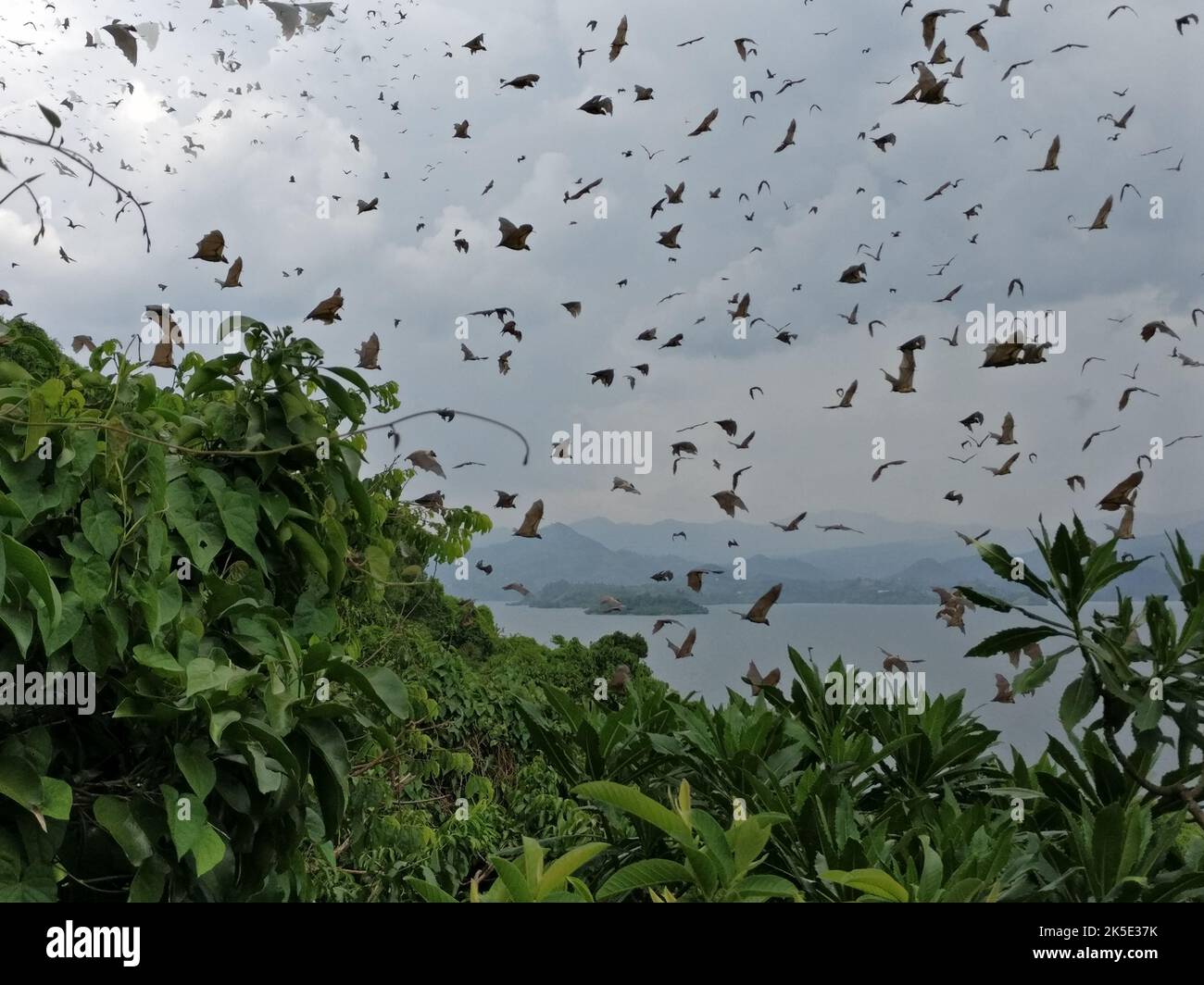 The fruit bats at the lake Kivu, Rwanda, Africa Stock Photo - Alamy