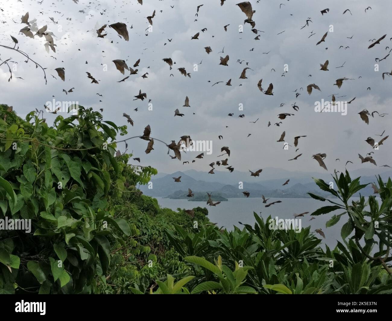 The fruit bats at the lake Kivu, Rwanda, Africa Stock Photo - Alamy