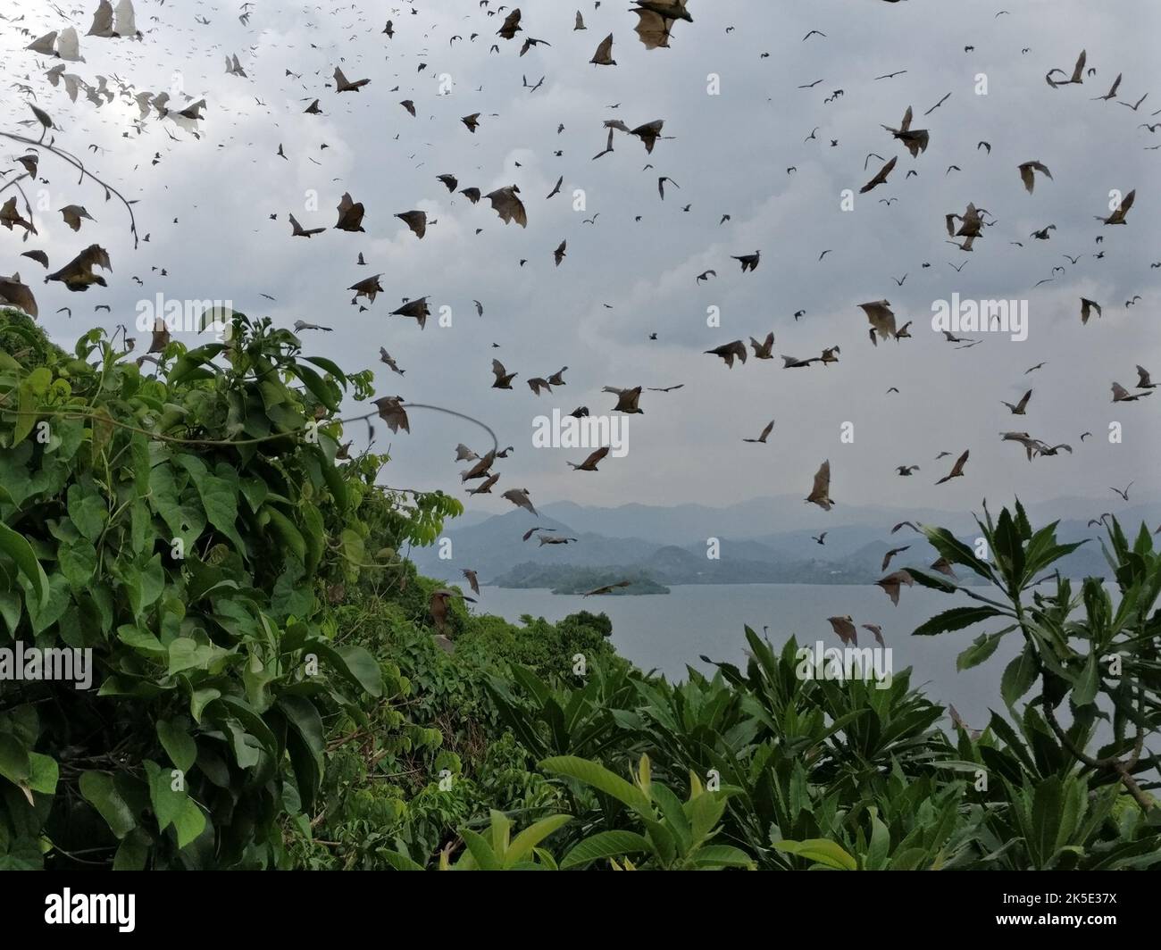The fruit bats at the lake Kivu, Rwanda, Africa Stock Photo Alamy