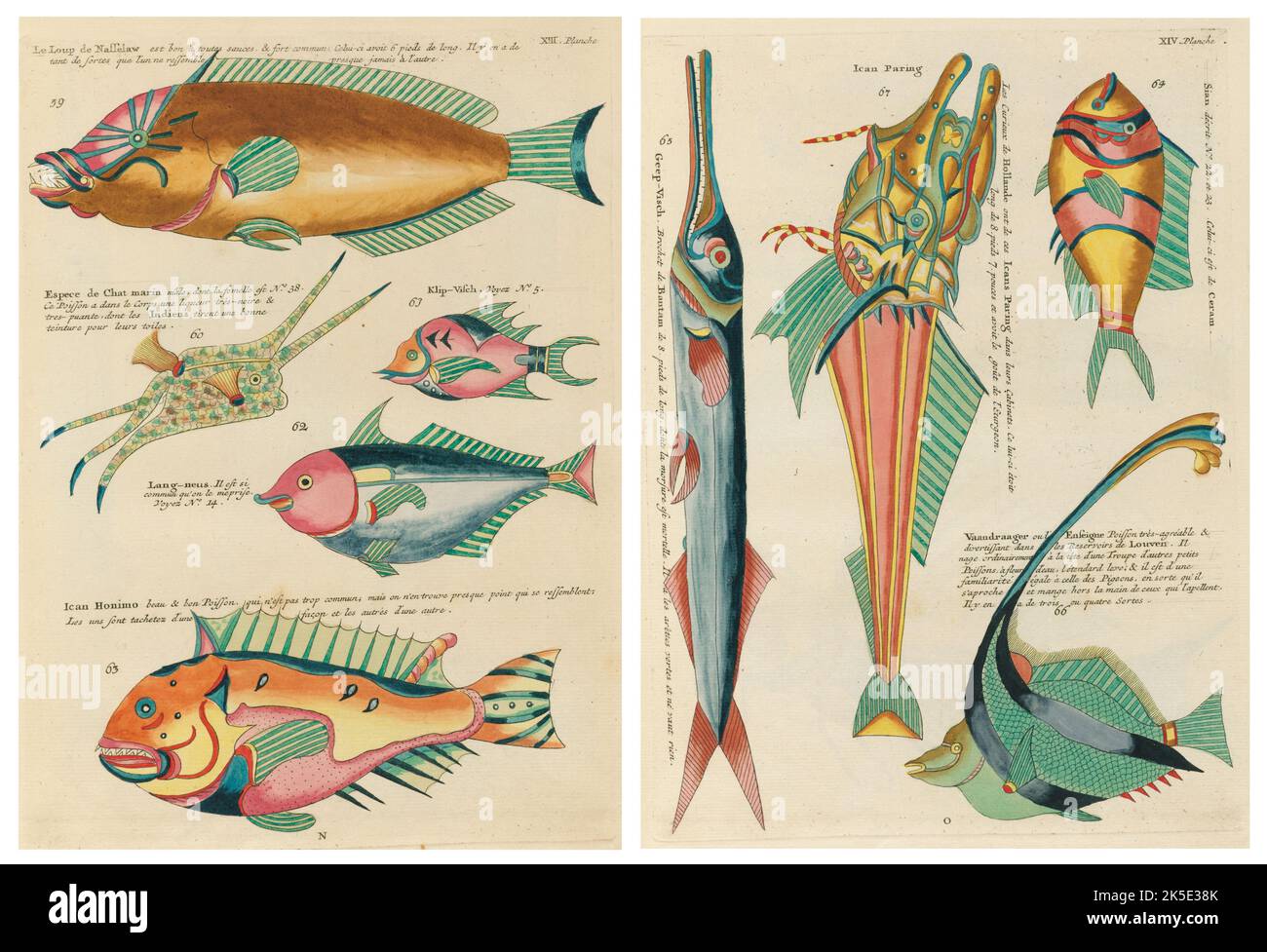 Antique illustrations of Fish, Crab and Crayfish with annotations in French.From Louis Renard's Poissons, Ecrevisses et Crabes, published in 1754. Coloured copper engravings organished as 2 pages from the original title laid side-by-side. Stock Photo