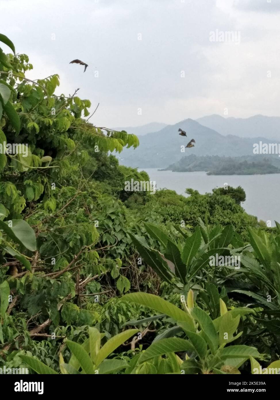 The fruit bats at the lake Kivu, Rwanda, Africa Stock Photo - Alamy