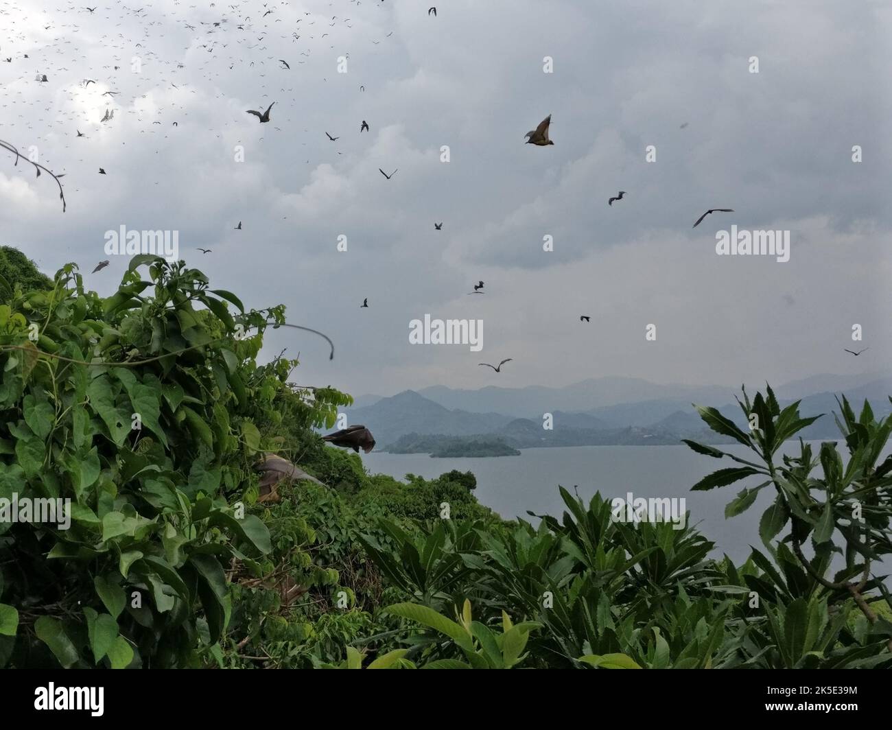 The fruit bats at the lake Kivu, Rwanda, Africa Stock Photo - Alamy