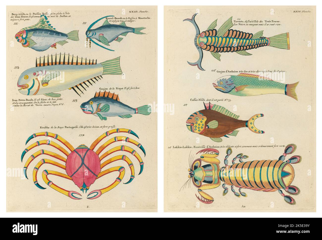 Antique illustrations of Fish, Crab and Crayfish with annotations in French.From Louis Renard's Poissons, Ecrevisses et Crabes, published in 1754. Coloured copper engravings organished as 2 pages from the original title laid side-by-side. Stock Photo