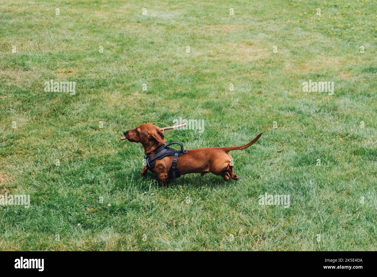 harness-wearing daschund dog with big stick in mouth, on grass Stock Photo