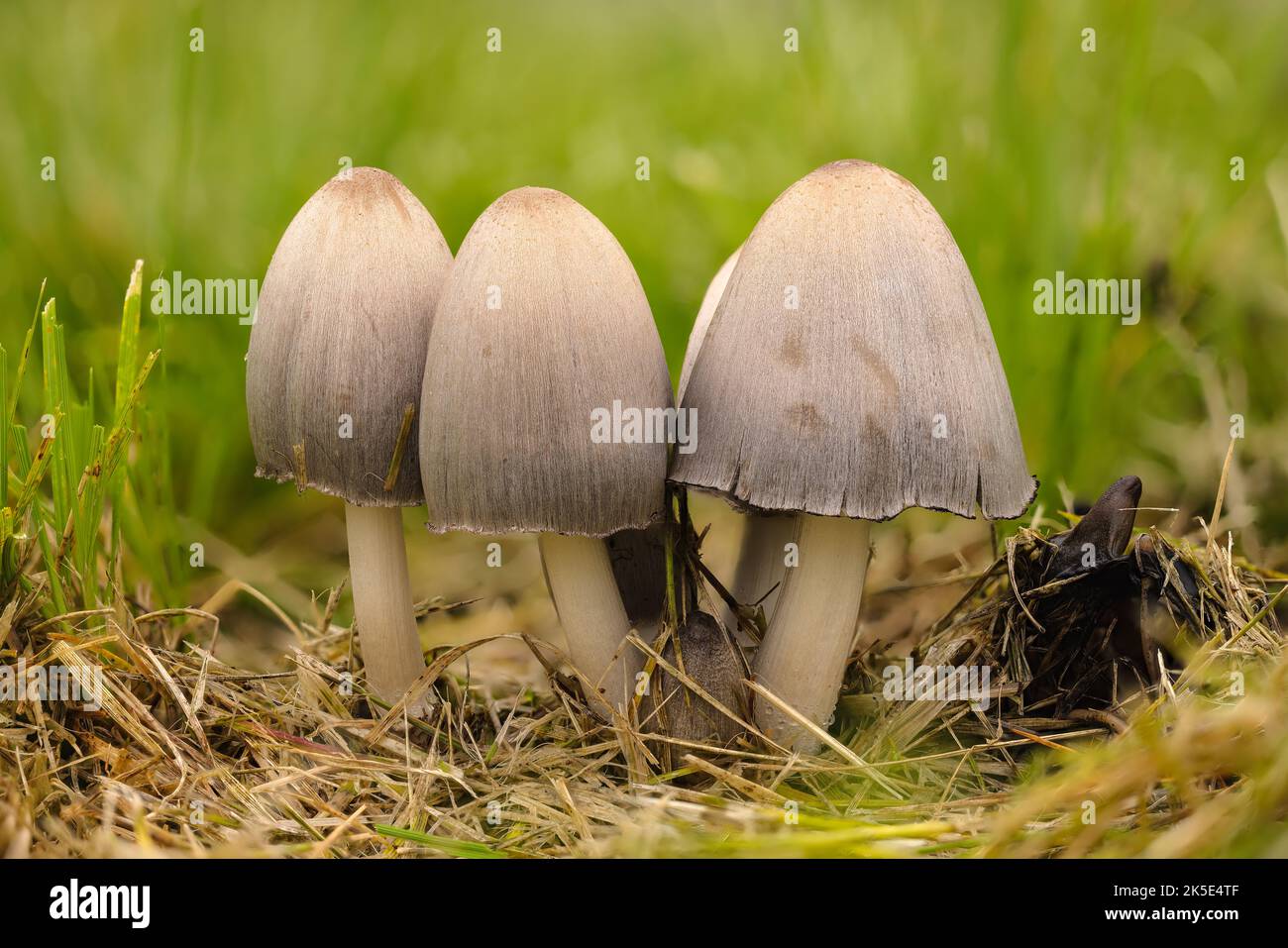 Closeup of Alcohol Inky (Coprinus atramentarius) mushroom in Denali State Park in Southcentral Alaska. Stock Photo
