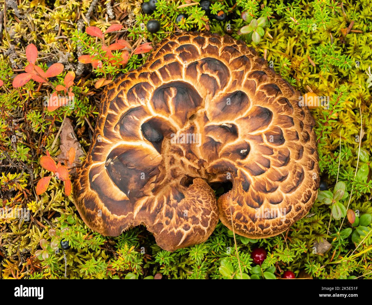 Closeup of Scaly Hedgehog mushroom (Sarcodon imbricatus) in Interior Alaska. Stock Photo