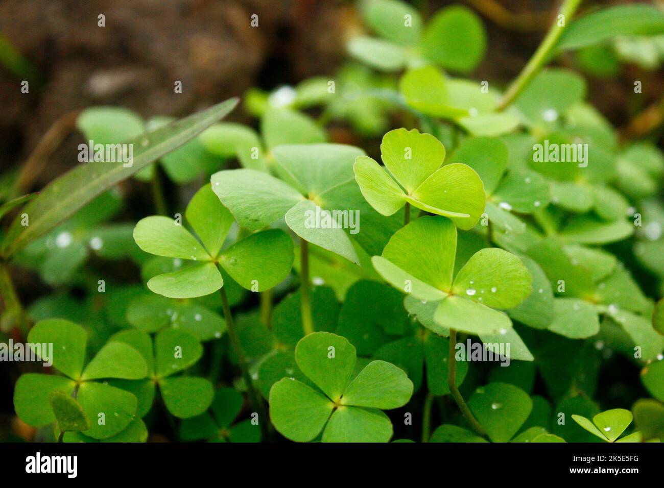 Green Water Clover with Dew Granules Stock Photo
