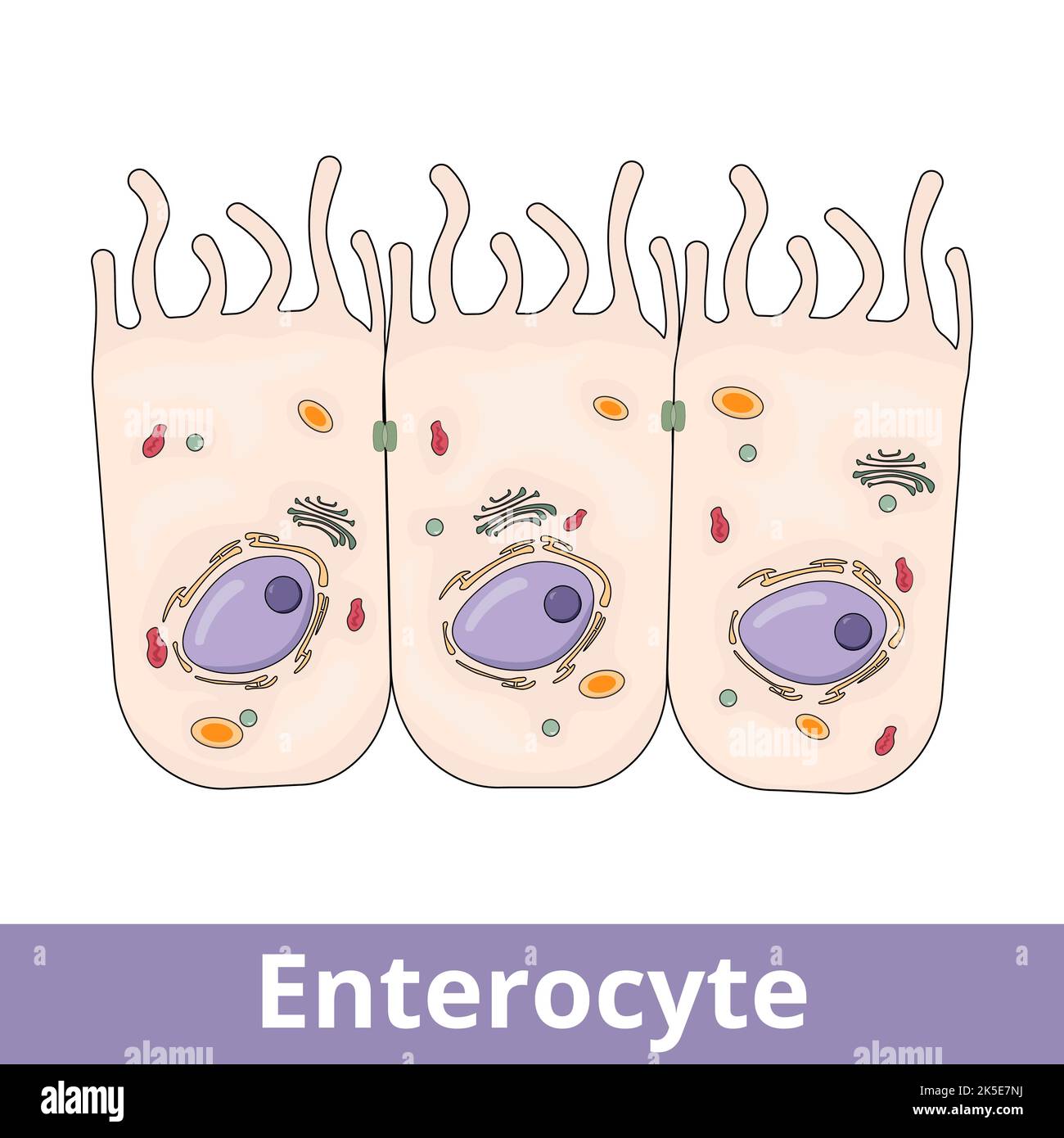 Enterocyte. Intestinal absorptive cells, are simple columnar epithelial cells which line the inner surface of the small and large intestines. Stock Vector