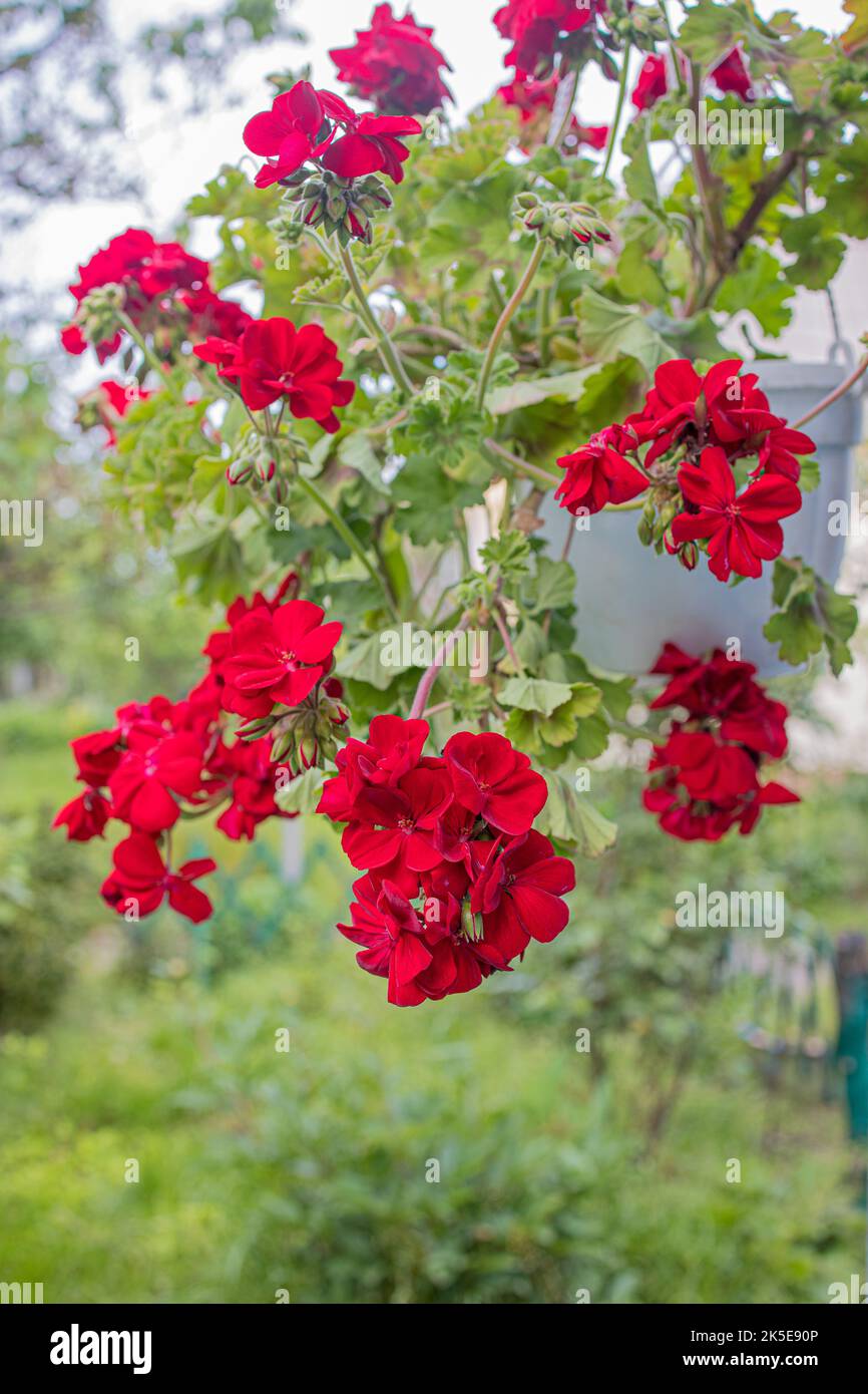 flower red pelargonium in a flowerpot hanging on the wall of the house. Stock Photo