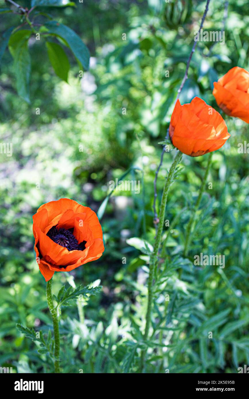 poppy flowers in the garden-field Stock Photo
