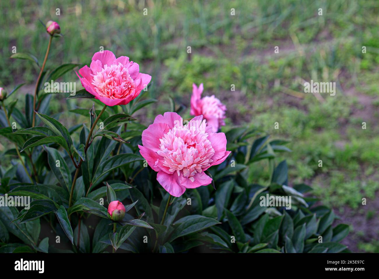 bush with pink peonies against a blurred background Stock Photo - Alamy