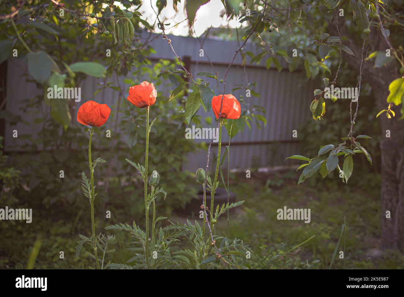 poppy flowers in the garden-field. Stock Photo