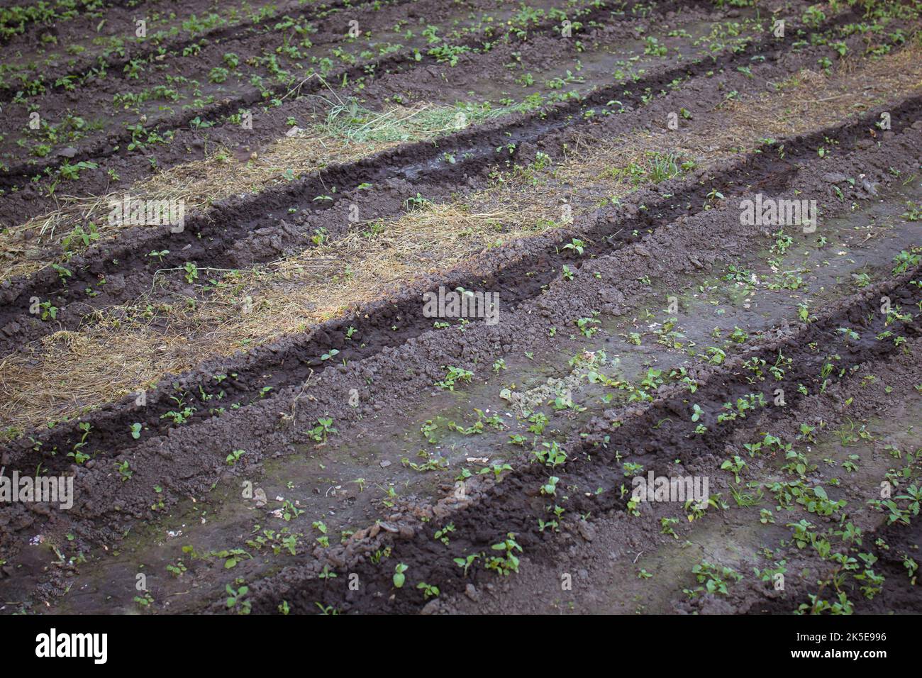 rows in the vegetable garden with fresh seedlings Stock Photo