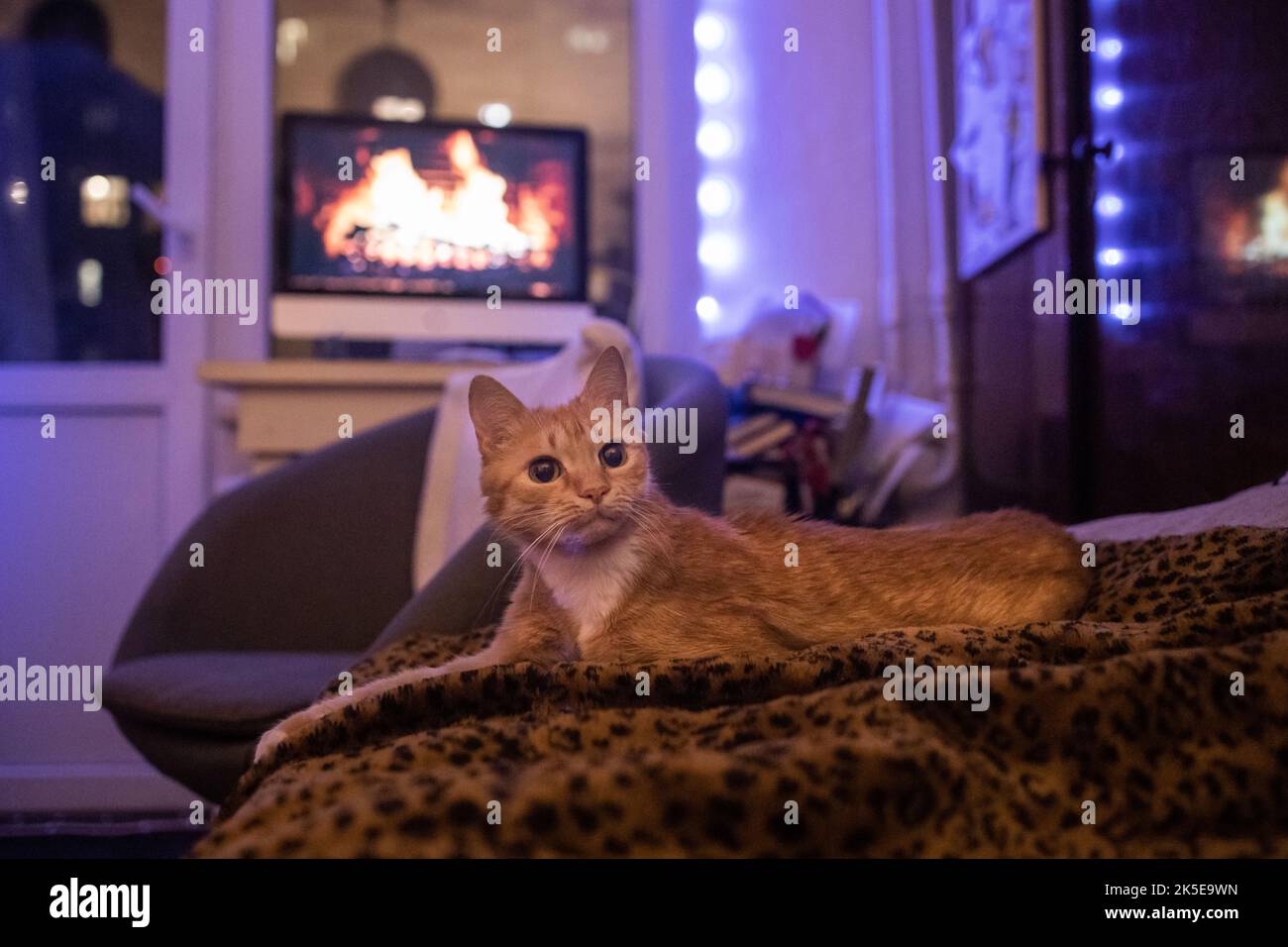 red cat lies on the sofa, against the background of a monitor with a fireplace, in beautiful evening lighting. Stock Photo