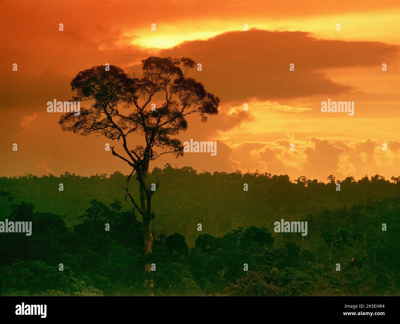 BORNEO TREETOP SUNSET, SACRED 2004 Stock Photo Alamy