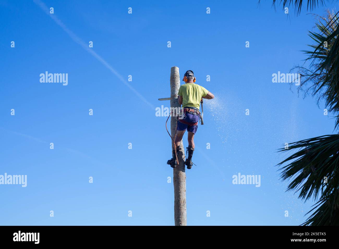 A professional tree cutter cuts down a tall palm tree after Hurricane