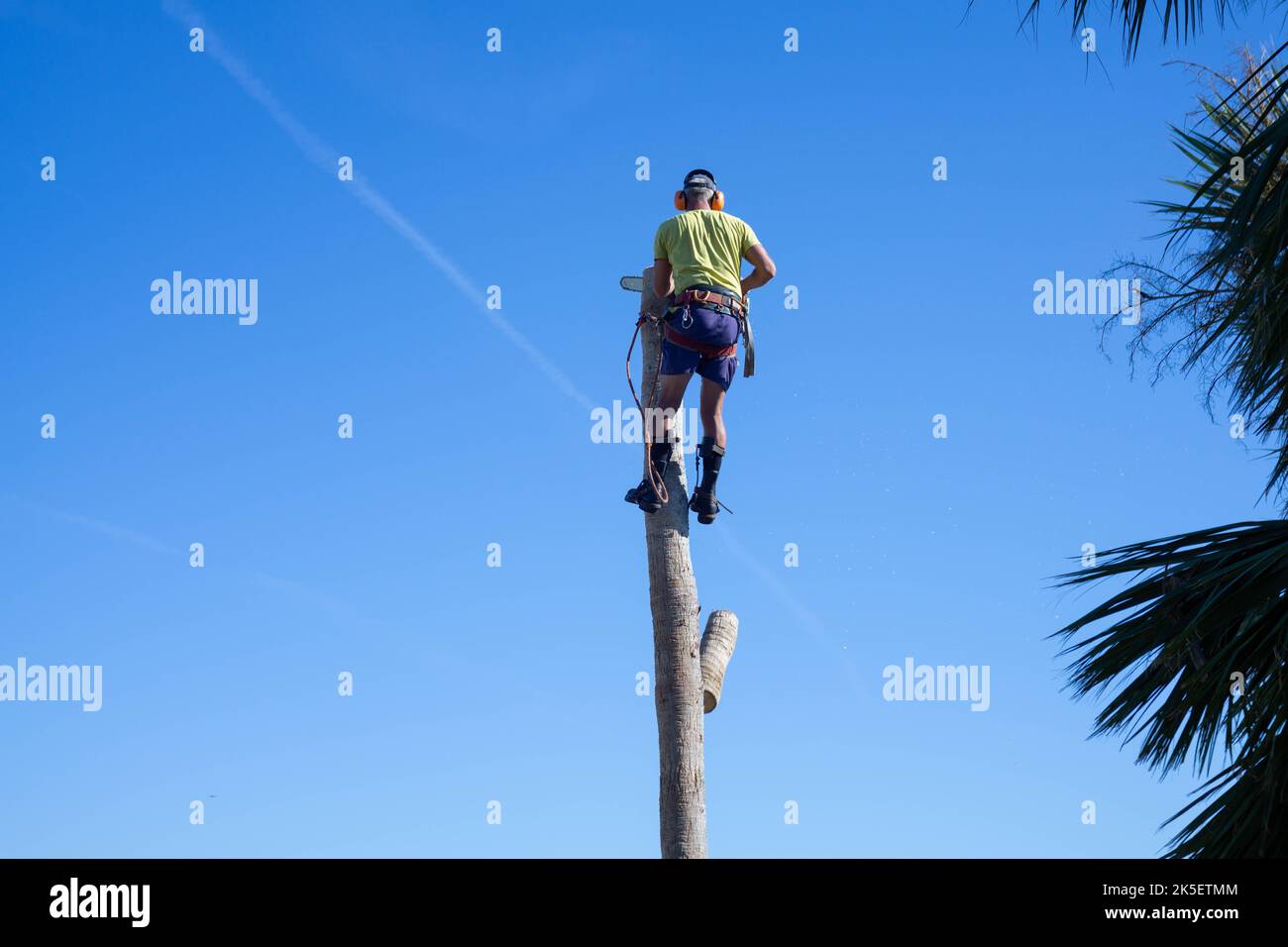 Man cuts down damaged tree after Hurricane Ian Stock Photo - Alamy