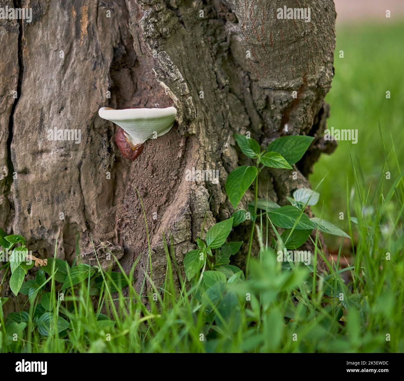Collection 101+ Images white mushroom growing on tree stump Latest