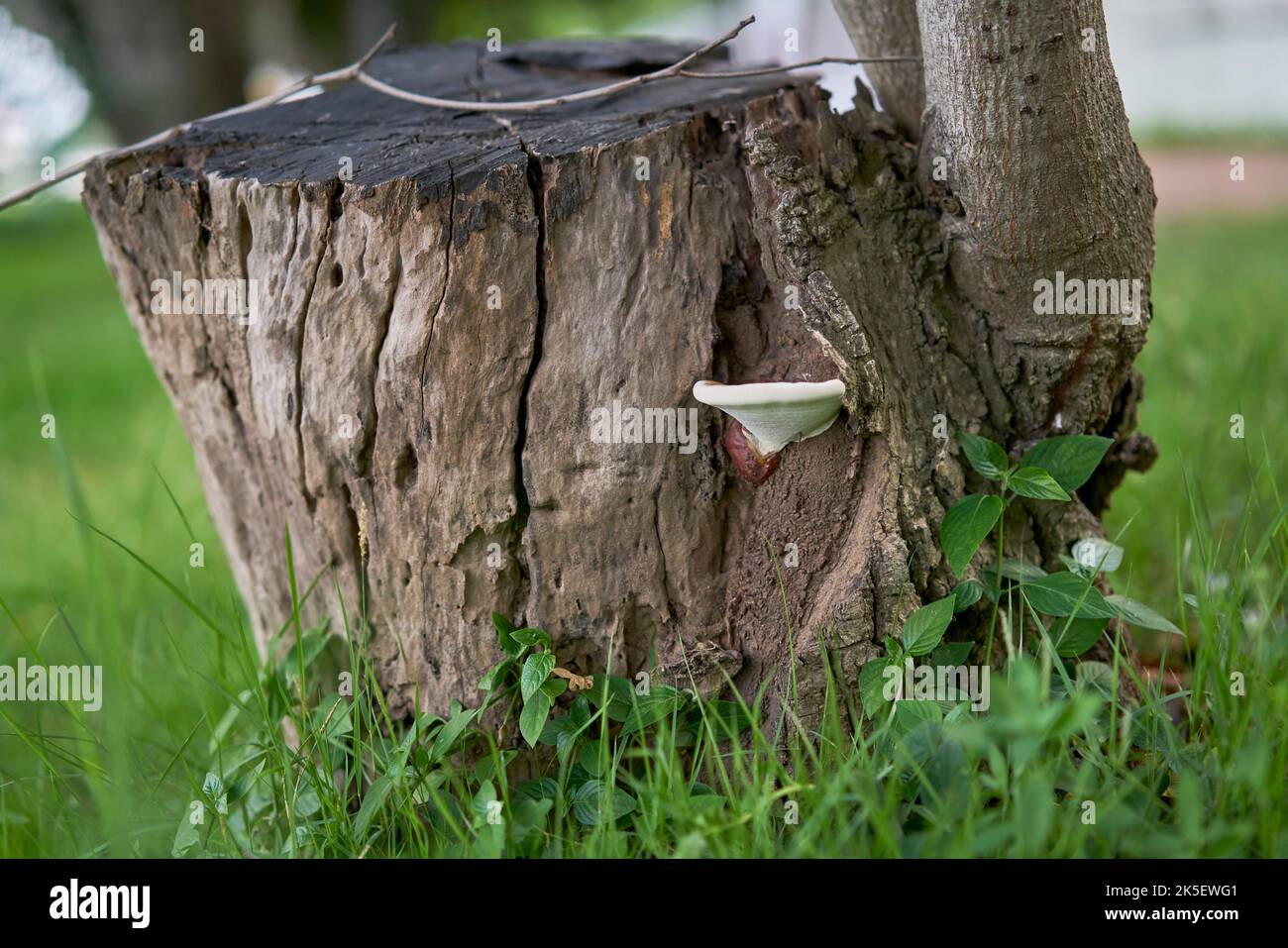 A white mushroom growing from an old tree stump Stock Photo Alamy