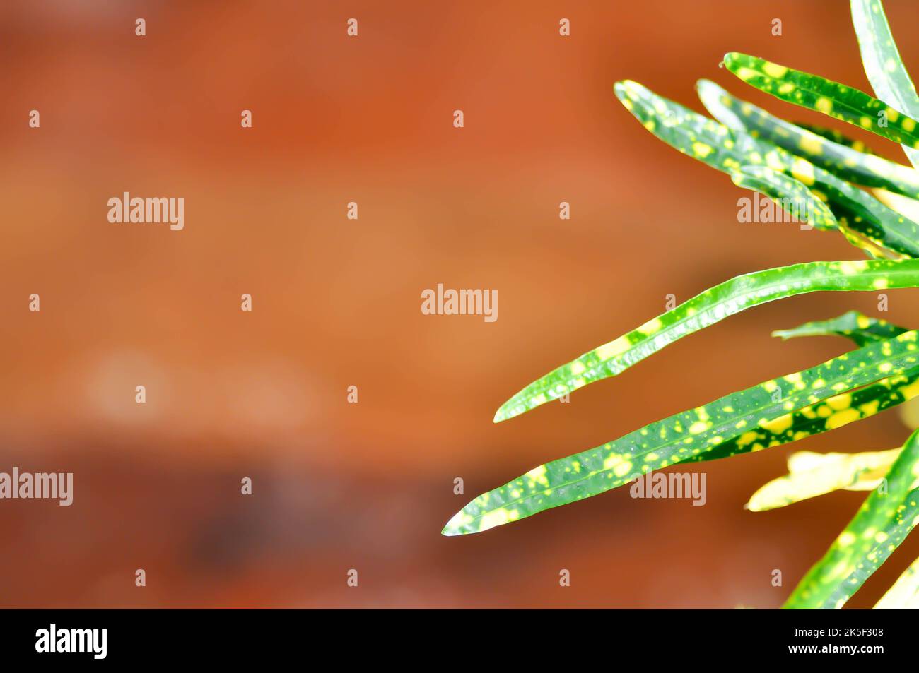 Codiaeum variegatium Blume or Croton, Variegated Laurel or Garden Croton สำฟอำห Stock Photo