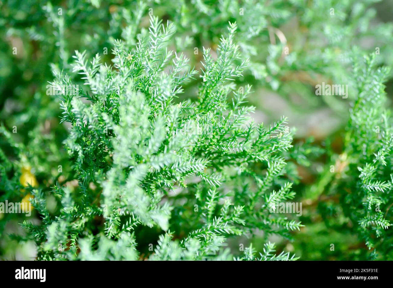 Juniperus chinensis, Chinese juniper or CUPRESSACEAE plant or pine tree or pine plant Stock Photo