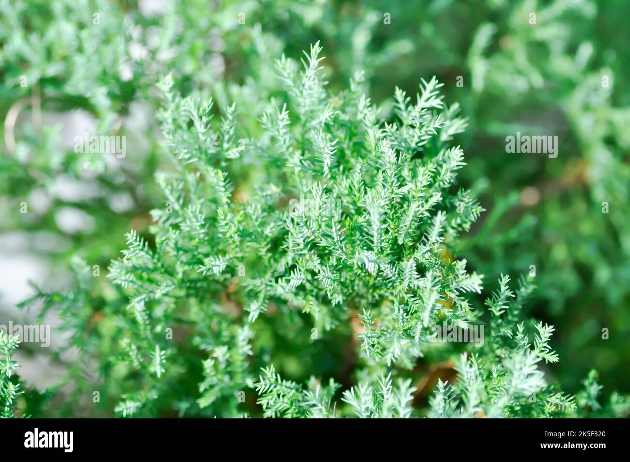Juniperus chinensis, Chinese juniper or CUPRESSACEAE plant or pine tree or pine plant Stock Photo