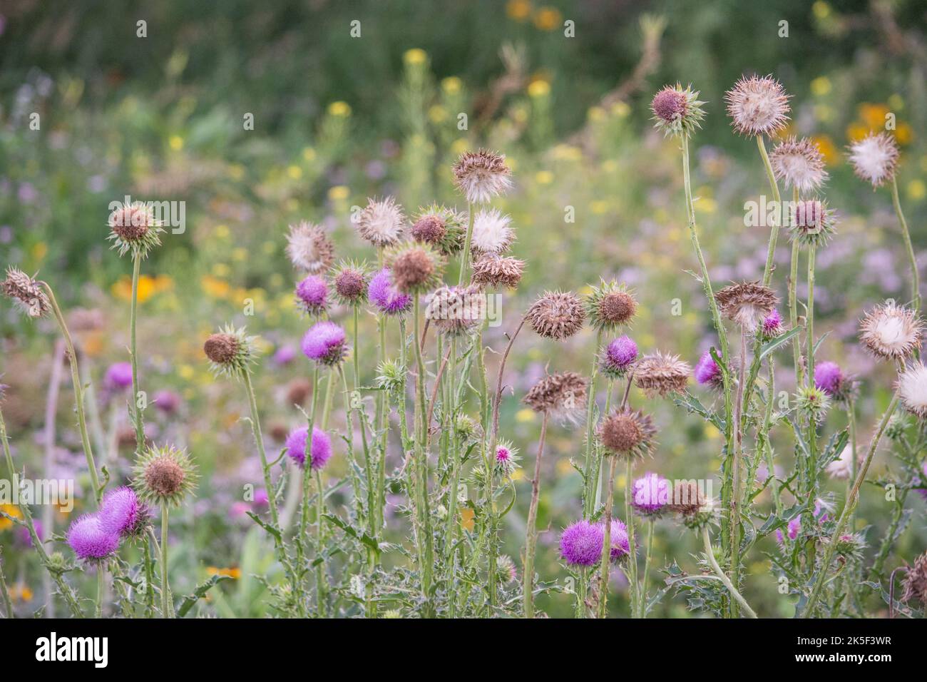 A prairie field with weeds and native wildflowers Stock Photo