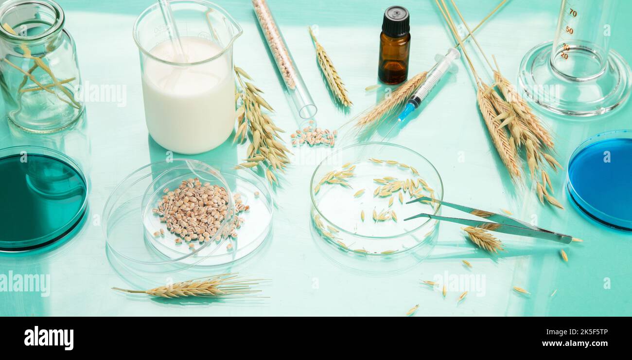 Lab Grain Analyzing agricultural wheat grains in laboratory. Wheat genetically ...