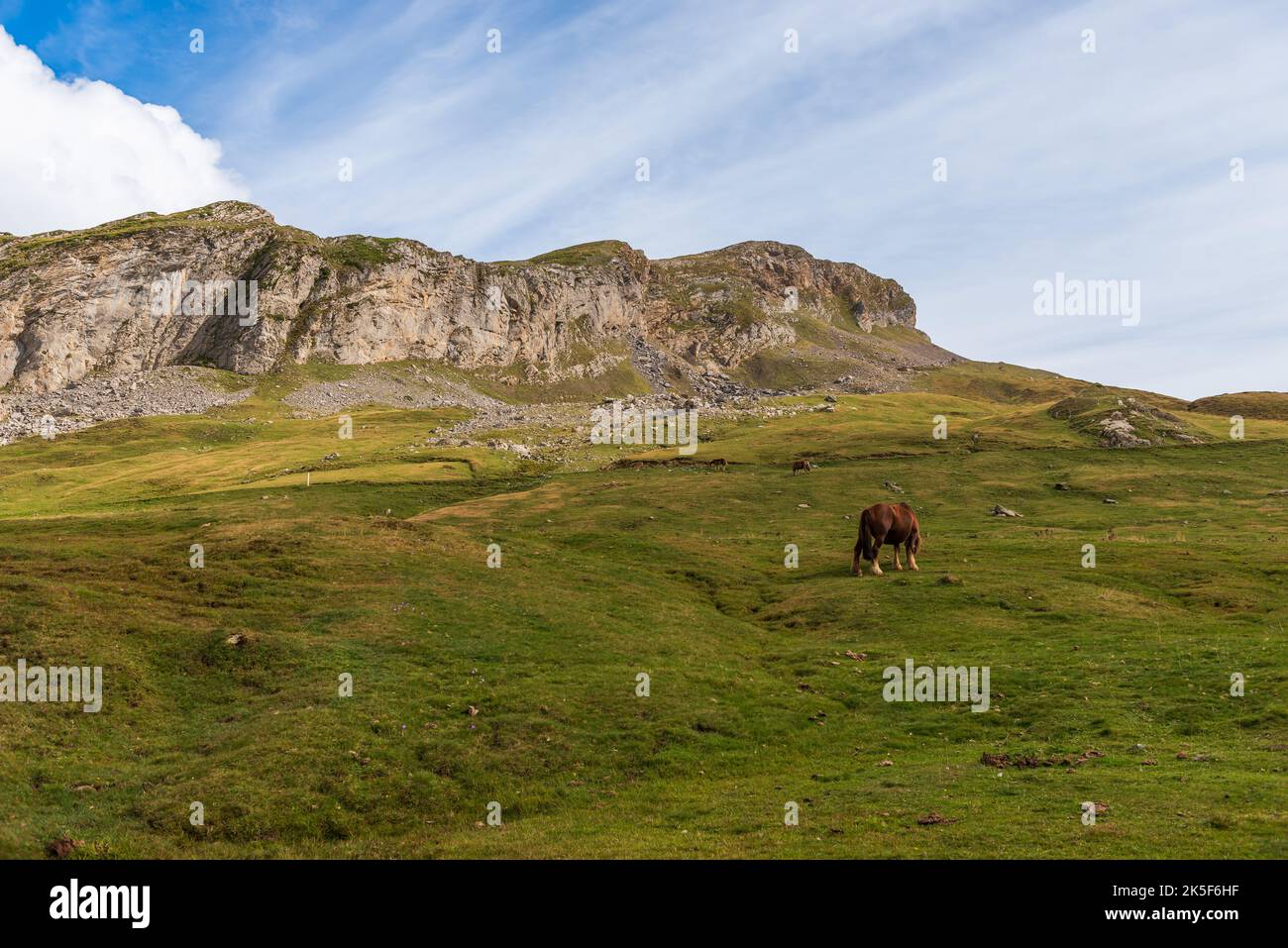 Horses grazing, at the Pourtalet pass, in the Ossau valley, in Béarn, France Stock Photo