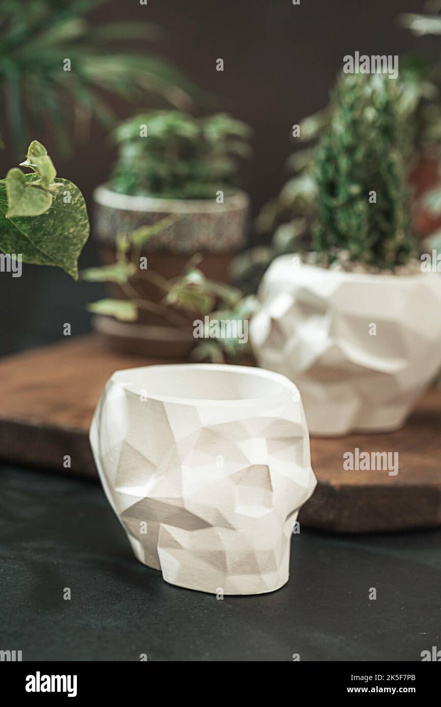 White pots for plants with succulents in the shape of a skull made of plaster, concrete. Creative Halloween floral concept. Fashion minimal art. Selec Stock Photo