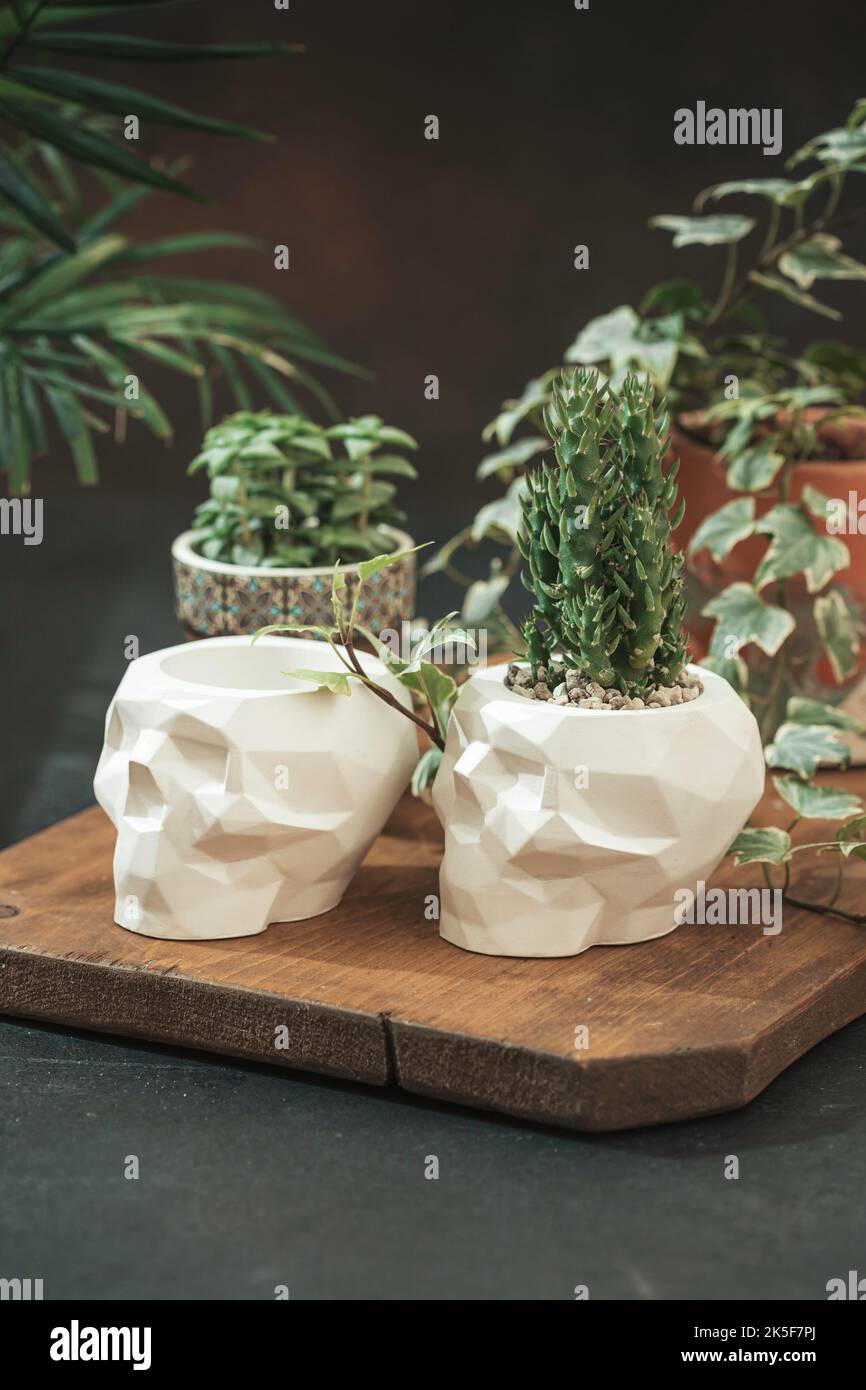 White pots for plants with succulents in the shape of a skull made of plaster, concrete. Creative Halloween floral concept. Fashion minimal art. Selec Stock Photo